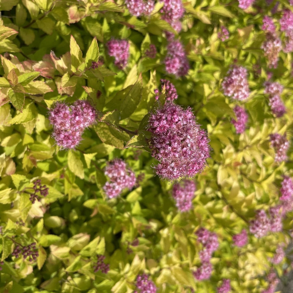 Pineapple Poprocks® Spiraea - Cheeky Garden
