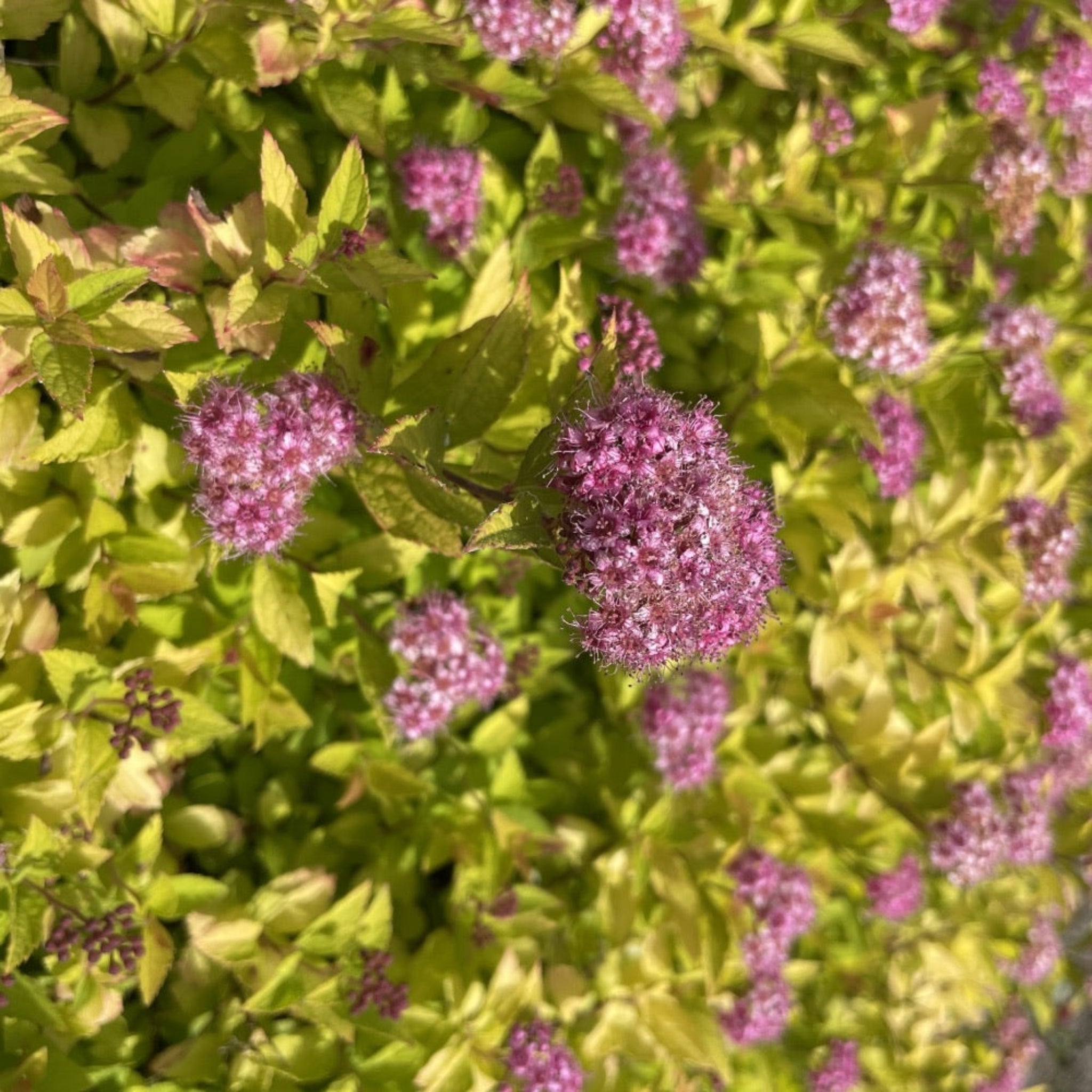 Pineapple Poprocks® Spiraea - Cheeky Garden
