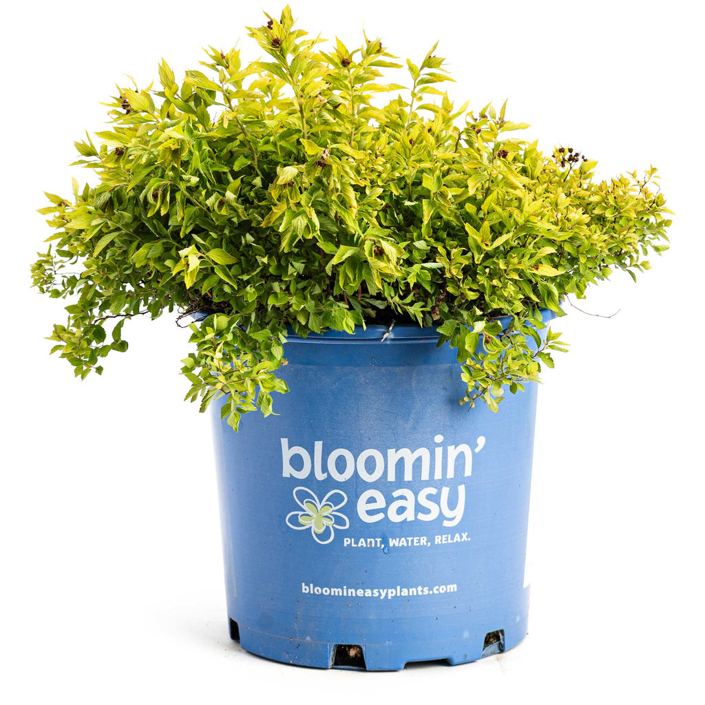 Pineapple Poprocks® Spiraea - Cheeky Garden