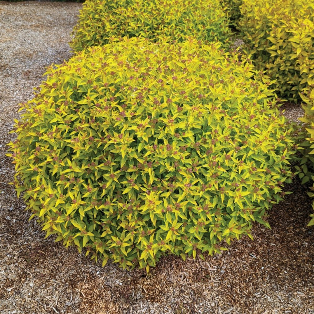Pineapple Poprocks® Spiraea - Cheeky Garden