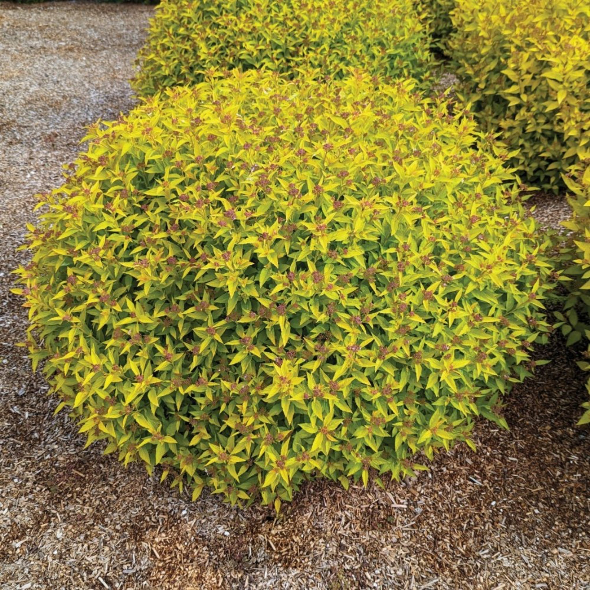 Pineapple Poprocks® Spiraea - Cheeky Garden