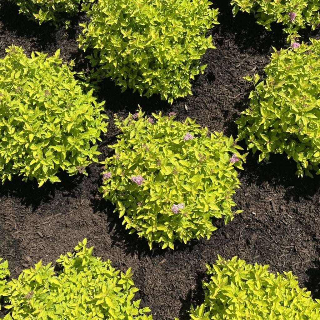 Pineapple Poprocks® Spiraea - Cheeky Garden