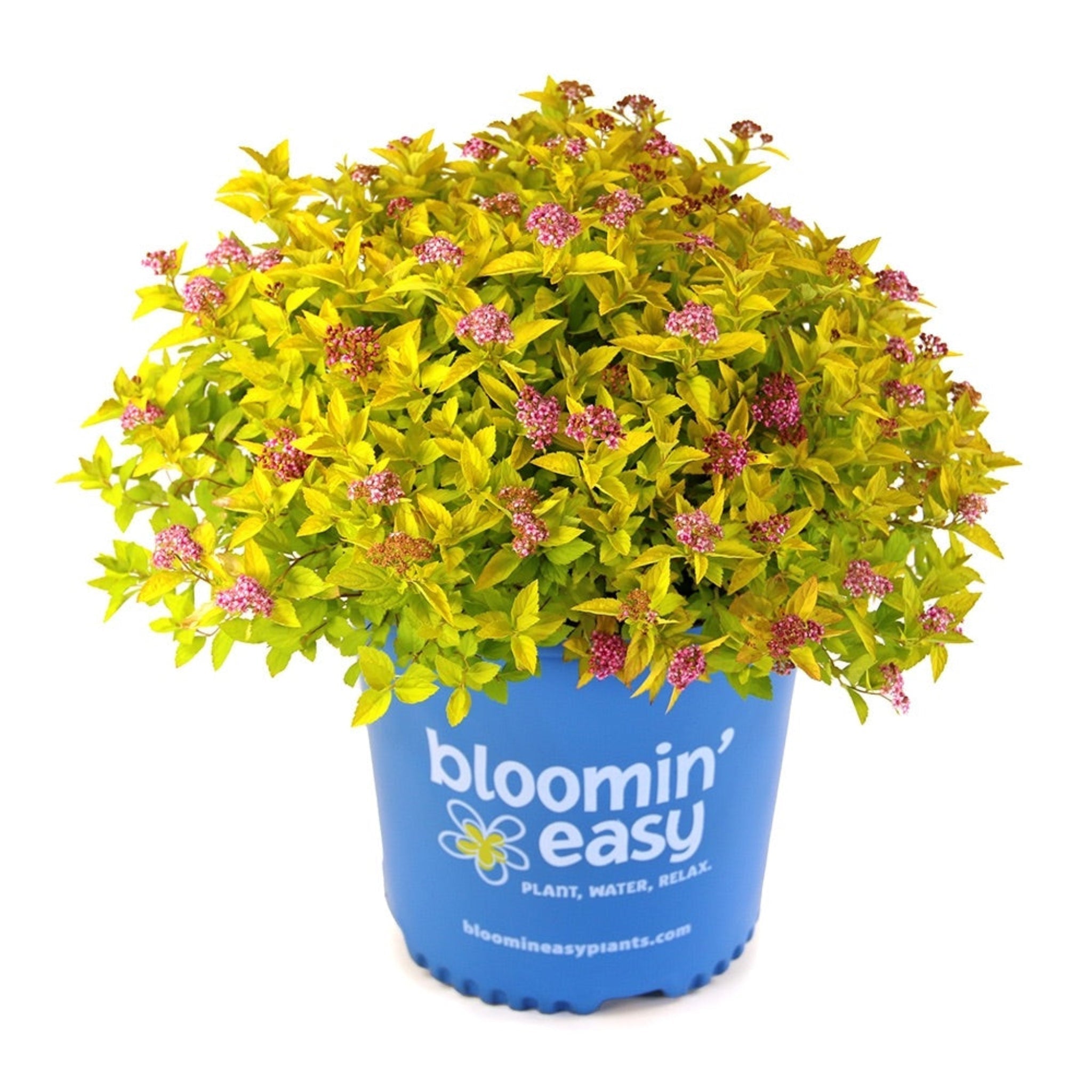 Pineapple Poprocks® Spiraea - Cheeky Garden