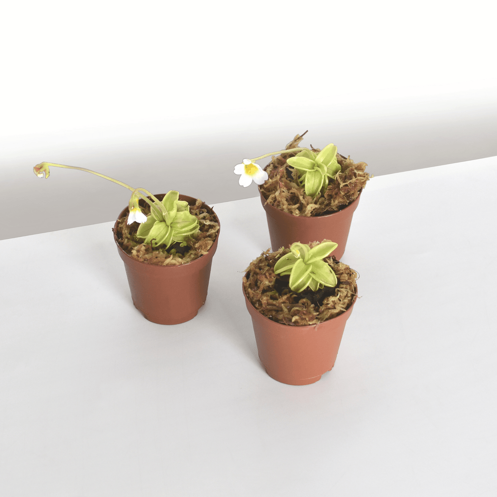 Pinguicula Butterwort (Pinguicula primuliflora) Carnivorous Plant - Cheeky Garden