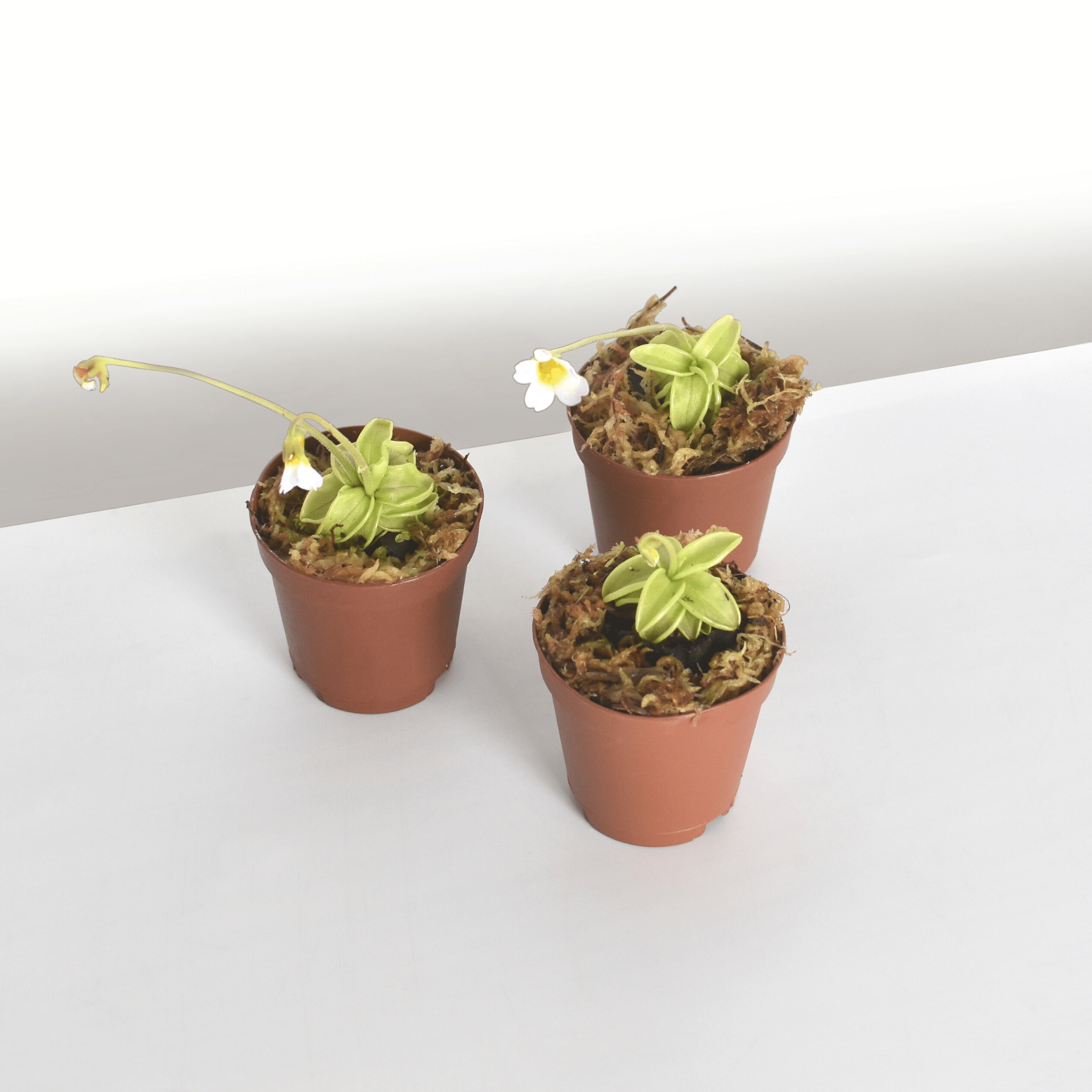 Pinguicula Butterwort (Pinguicula primuliflora) Carnivorous Plant - Cheeky Garden