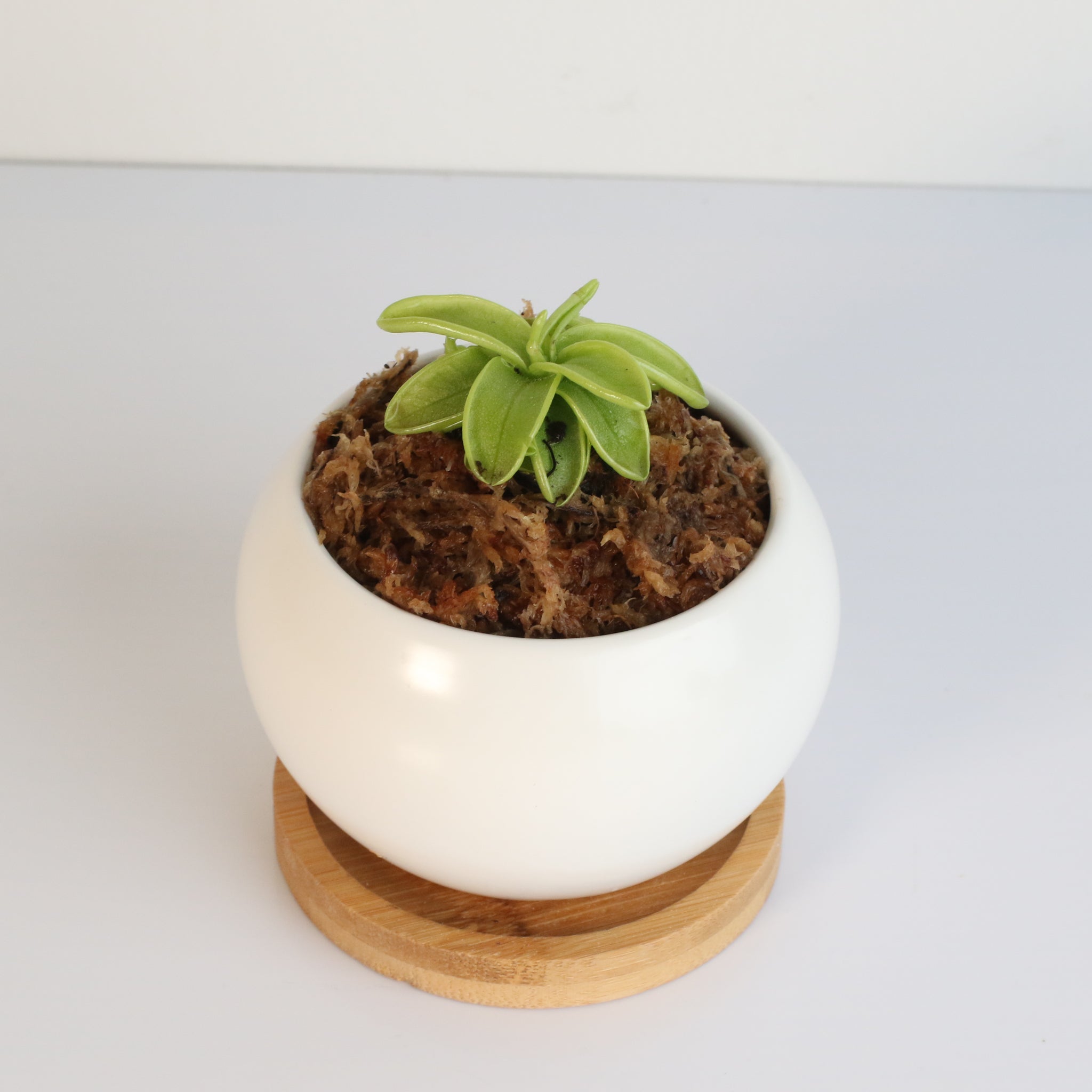 Pinguicula Butterwort (Pinguicula primuliflora) Carnivorous Plant - Cheeky Garden
