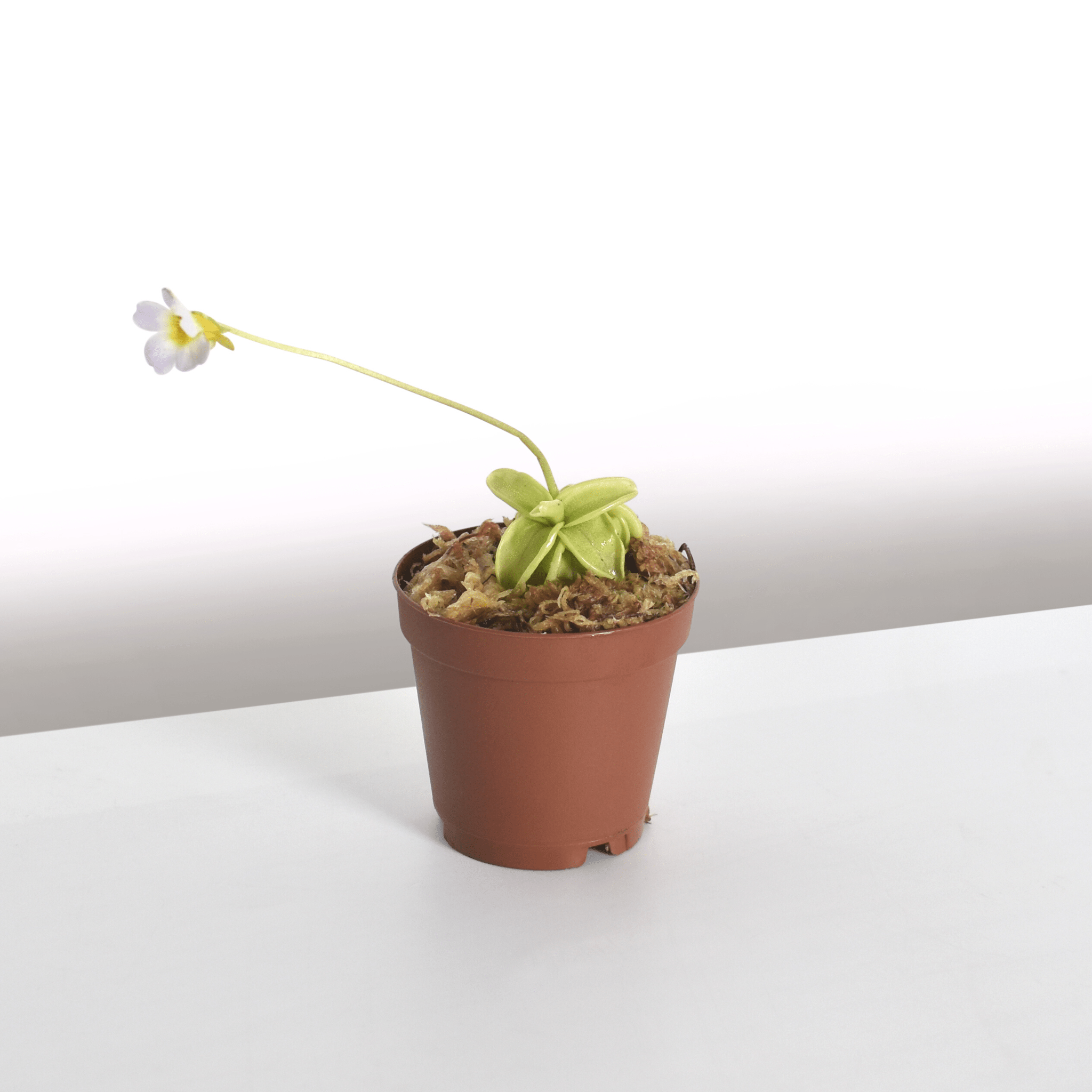 Pinguicula Butterwort (Pinguicula primuliflora) Carnivorous Plant - Cheeky Garden