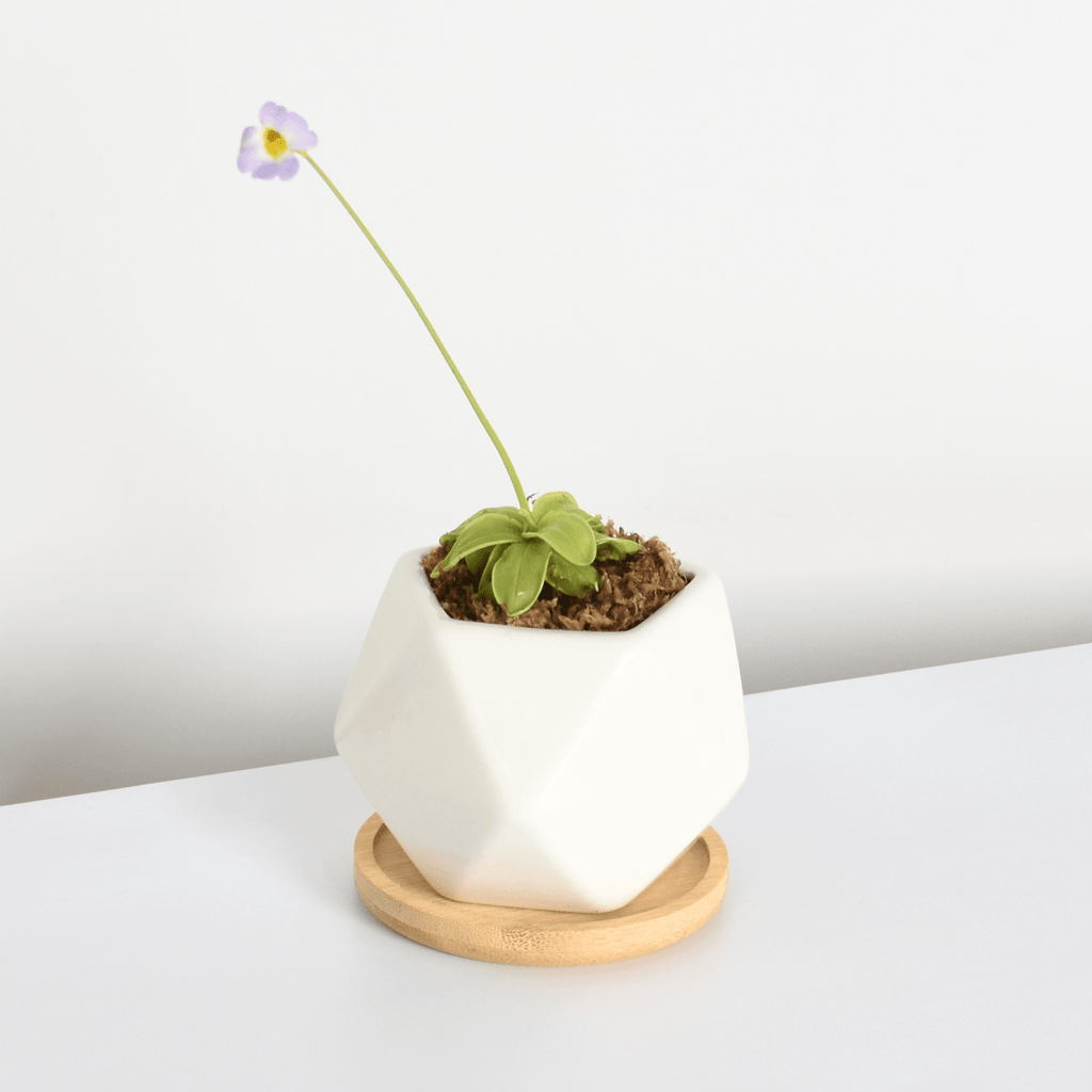 Pinguicula Butterwort (Pinguicula primuliflora) Carnivorous Plant - Cheeky Garden