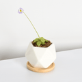 Pinguicula Butterwort (Pinguicula primuliflora) Carnivorous Plant - Cheeky Garden