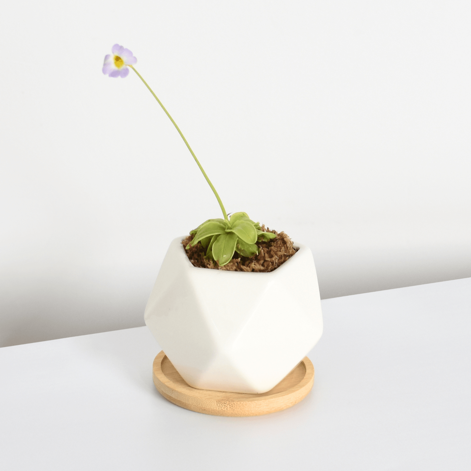 Pinguicula Butterwort (Pinguicula primuliflora) Carnivorous Plant - Cheeky Garden