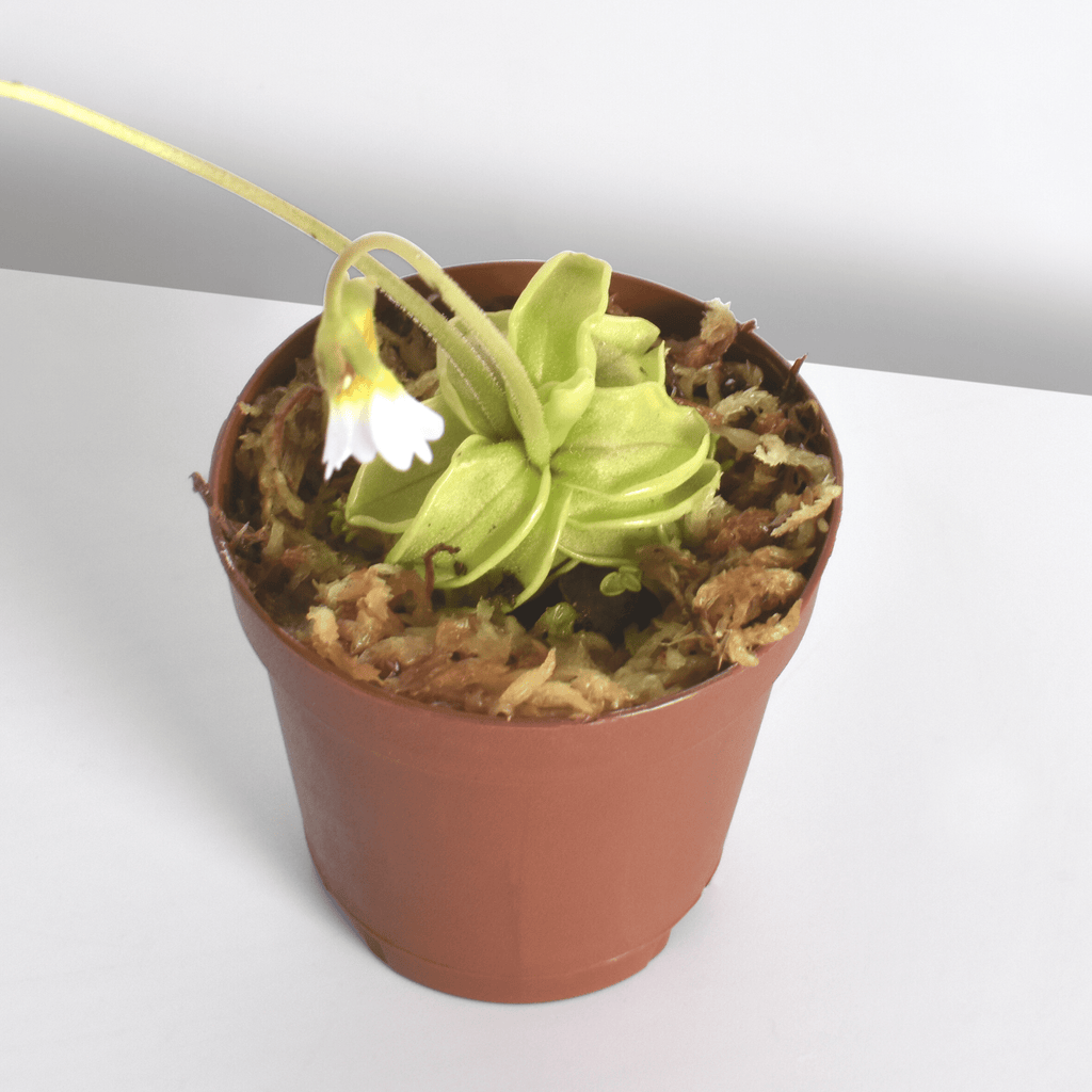 Pinguicula Butterwort (Pinguicula primuliflora) Carnivorous Plant - Cheeky Garden