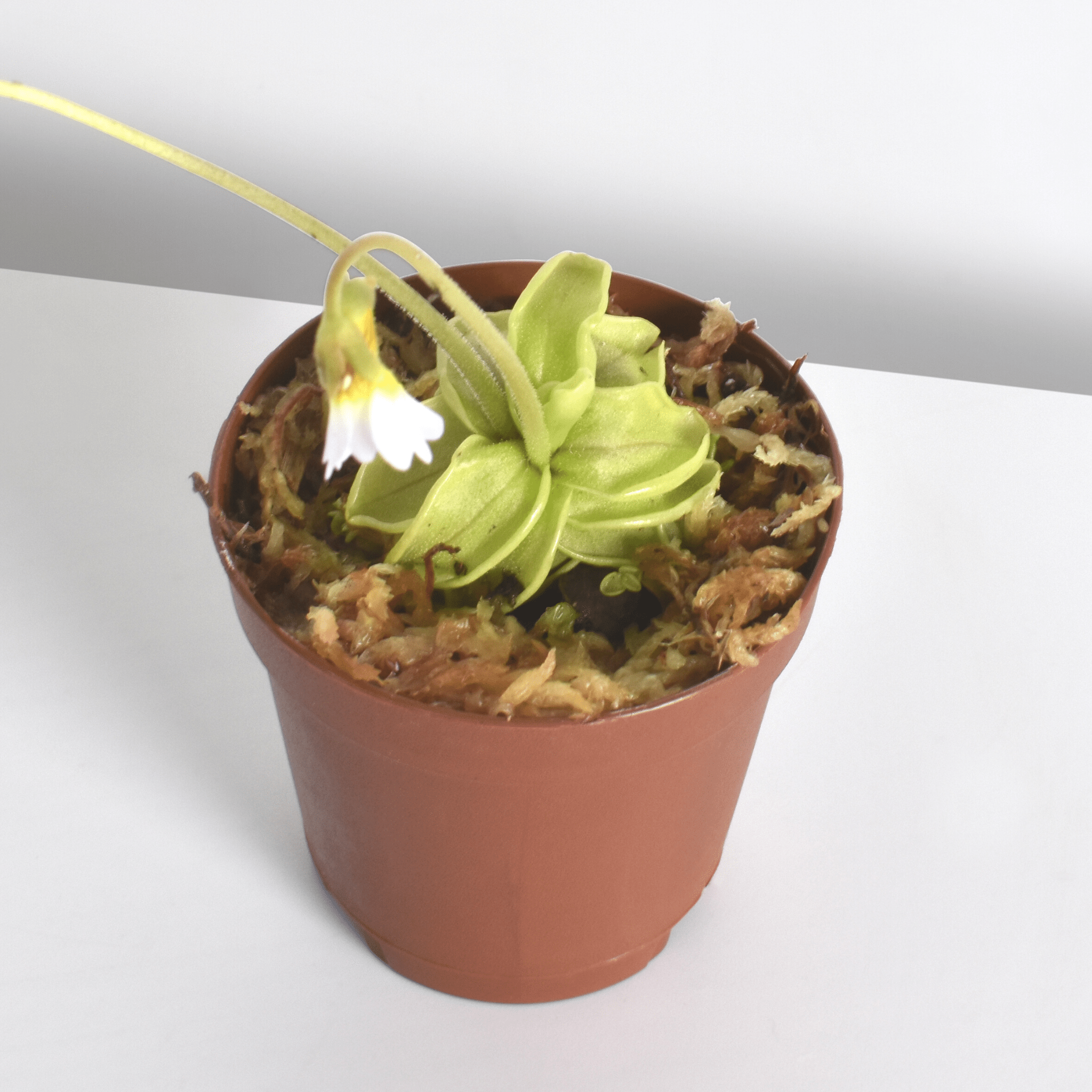 Pinguicula Butterwort (Pinguicula primuliflora) Carnivorous Plant - Cheeky Garden