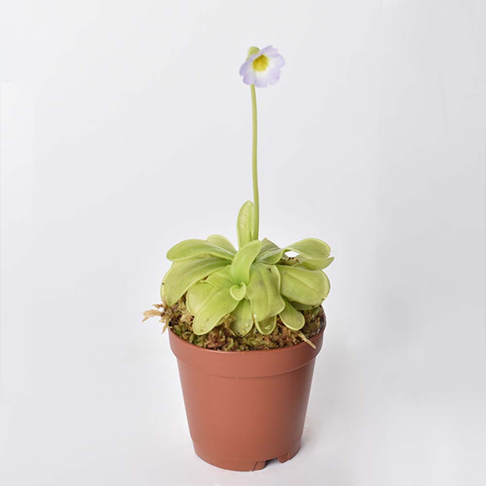 Pinguicula Butterwort (Pinguicula primuliflora) Carnivorous Plant - Cheeky Garden