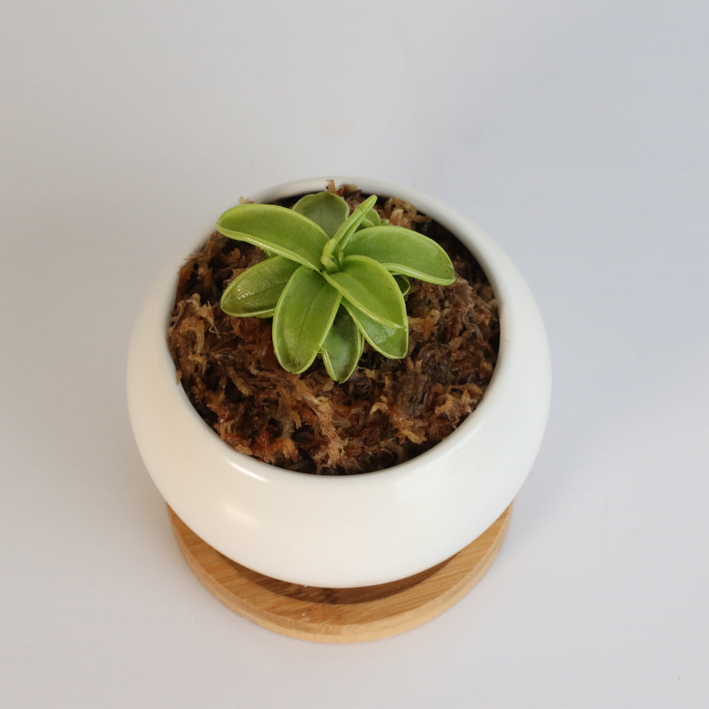 Pinguicula Butterwort (Pinguicula primuliflora) Carnivorous Plant - Cheeky Garden