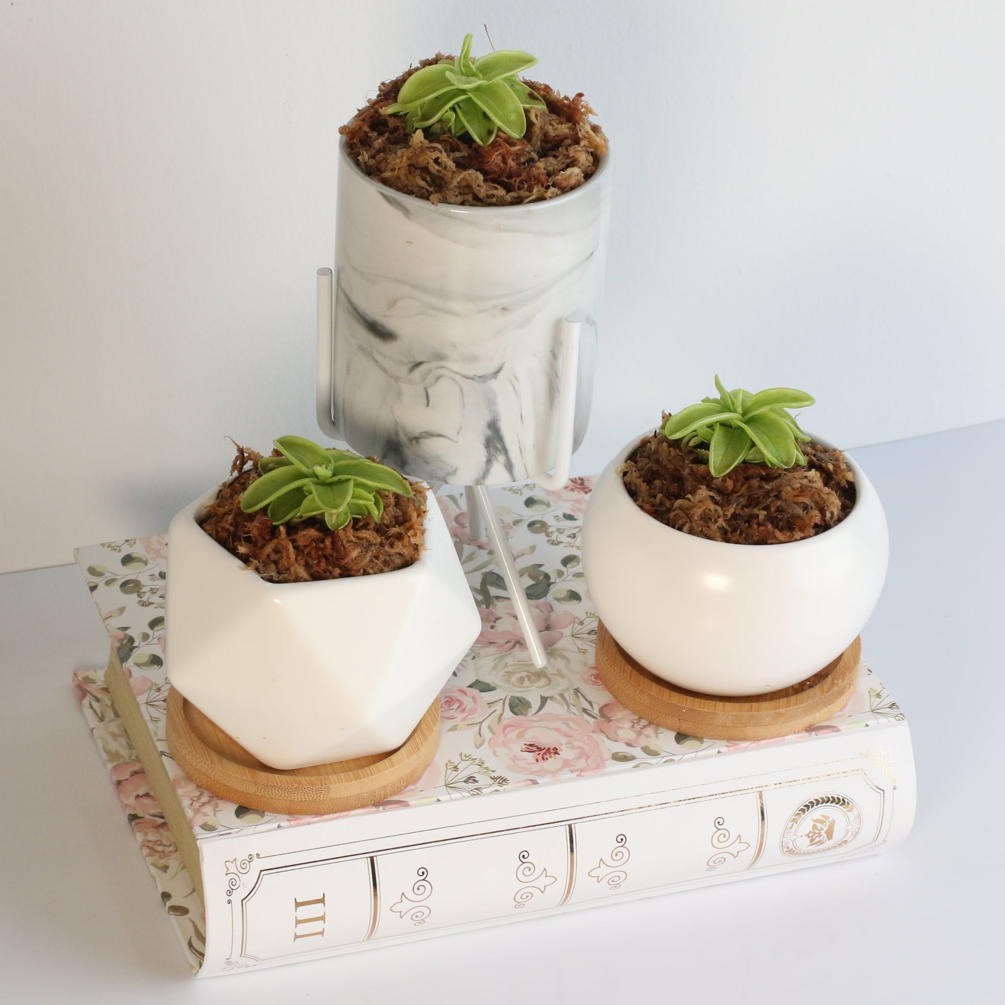 Pinguicula Butterwort (Pinguicula primuliflora) Carnivorous Plant - Cheeky Garden