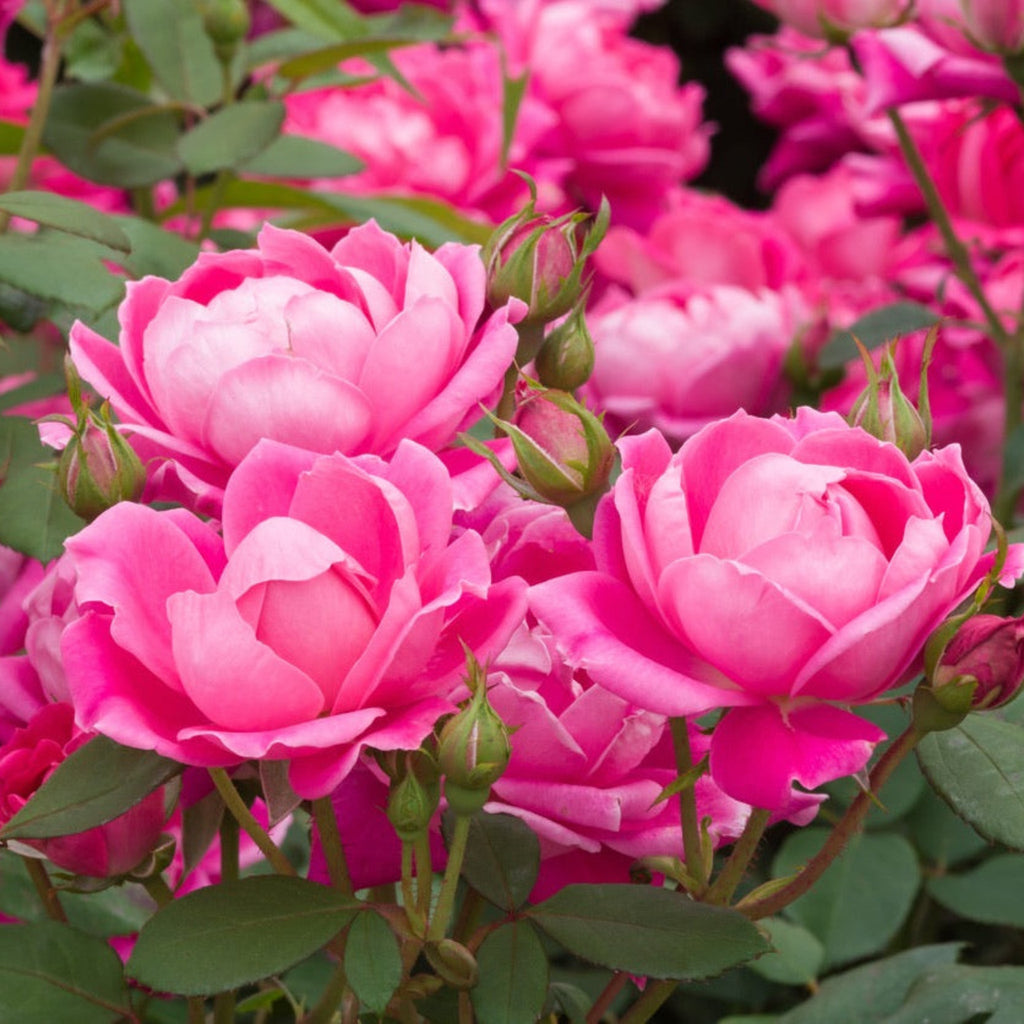 Pink Double Knock Out® Rose - Cheeky Garden