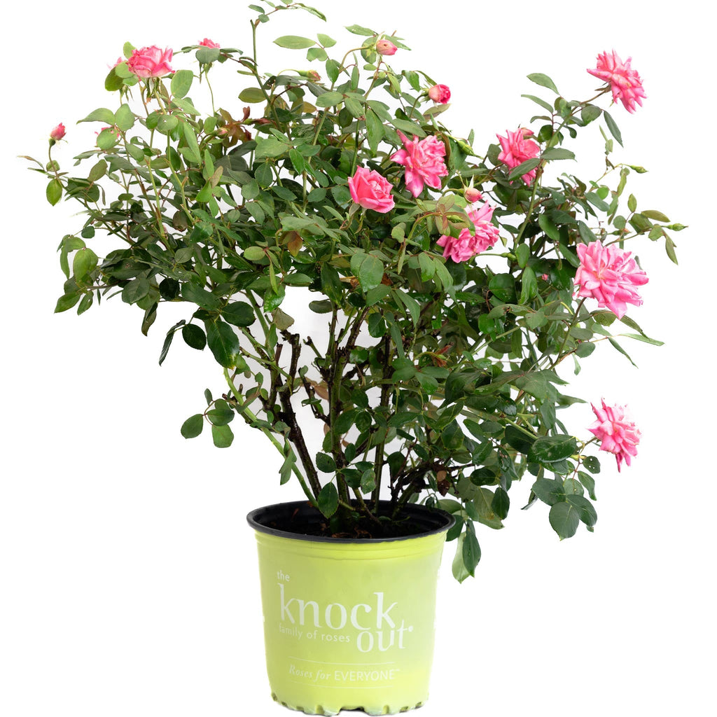 Pink Double Knock Out® Rose - Cheeky Garden