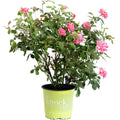Pink Double Knock Out® Rose - Cheeky Garden