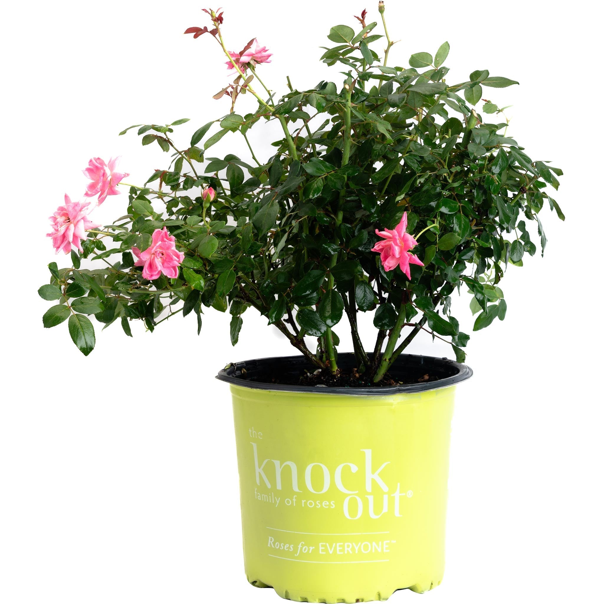 Pink Double Knock Out® Rose - Cheeky Garden