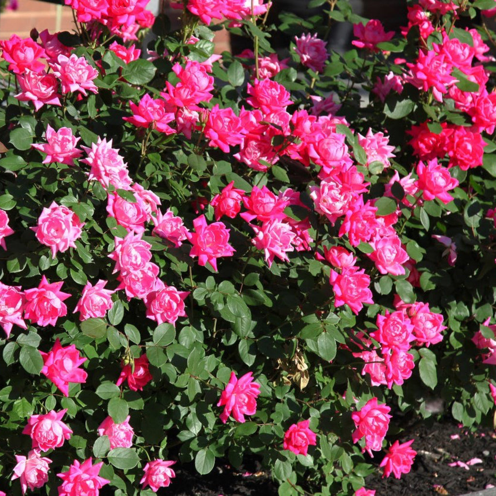 Pink Double Knock Out® Rose - Cheeky Garden