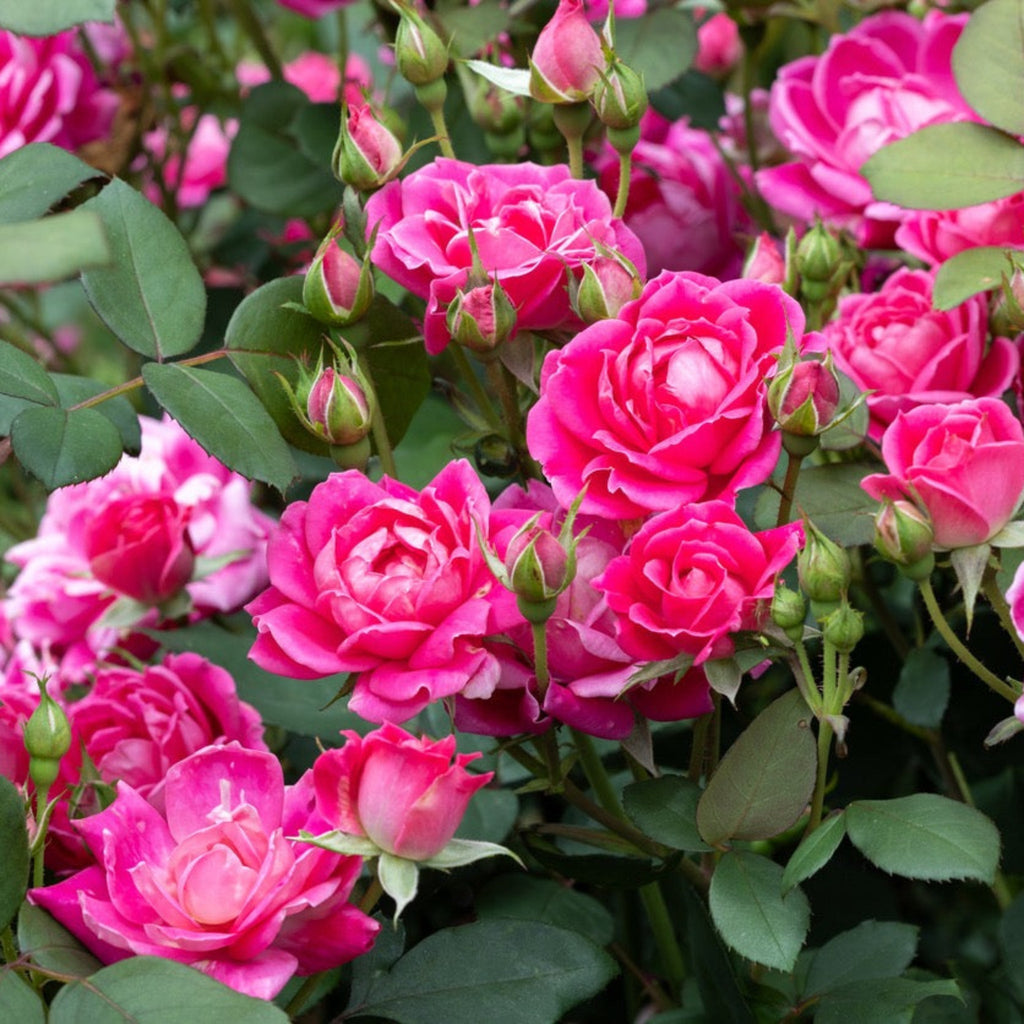 Pink Double Knock Out® Rose - Cheeky Garden