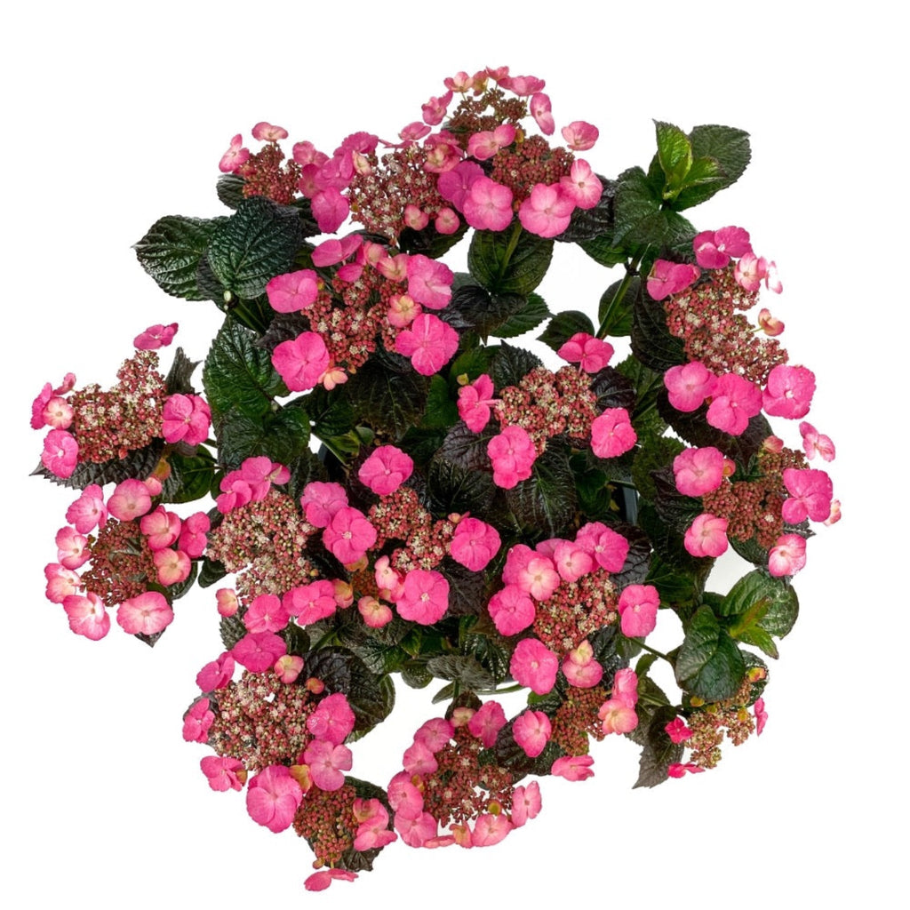 Pink Dynamo™ Mountain Hydrangea - Cheeky Garden