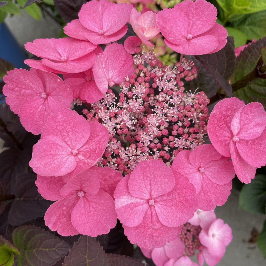 Pink Dynamo™ Mountain Hydrangea - Cheeky Garden