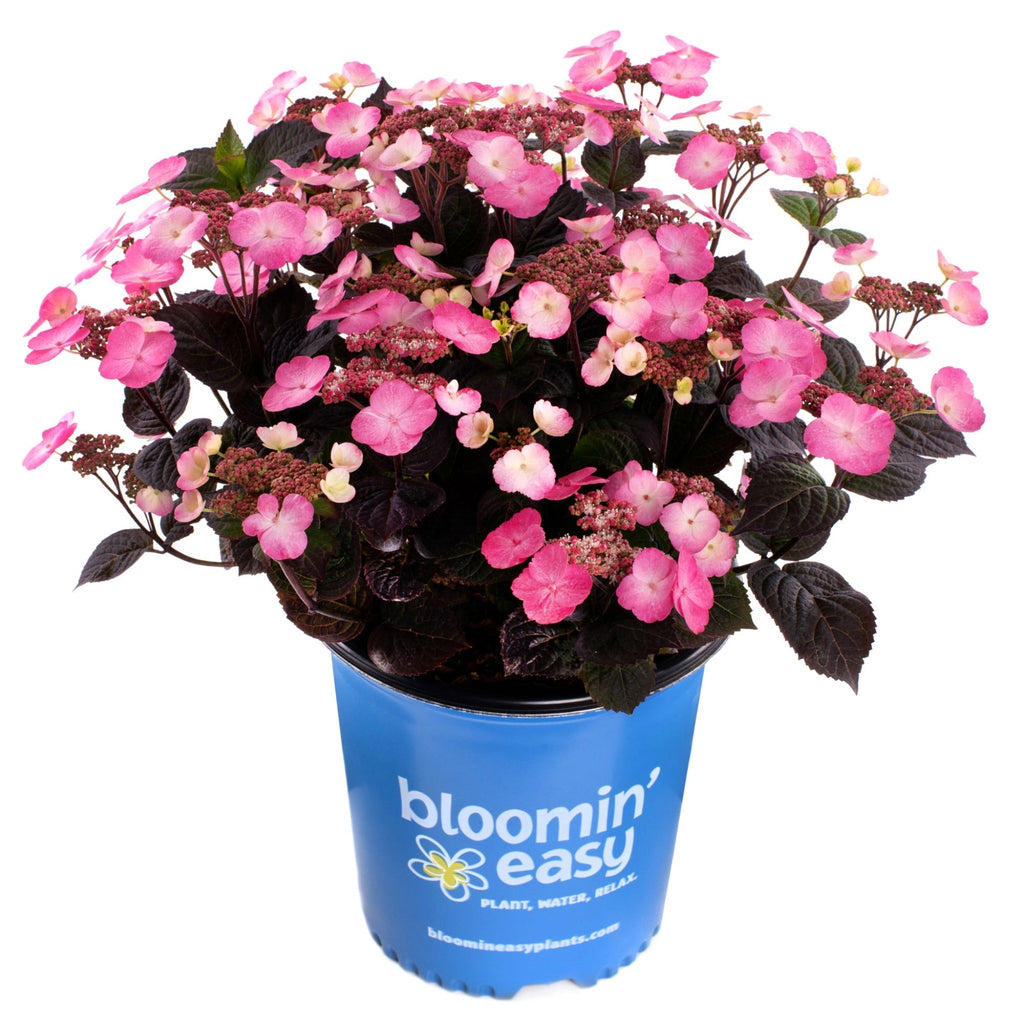 Pink Dynamo™ Mountain Hydrangea - Cheeky Garden