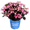 Pink Dynamo™ Mountain Hydrangea - Cheeky Garden