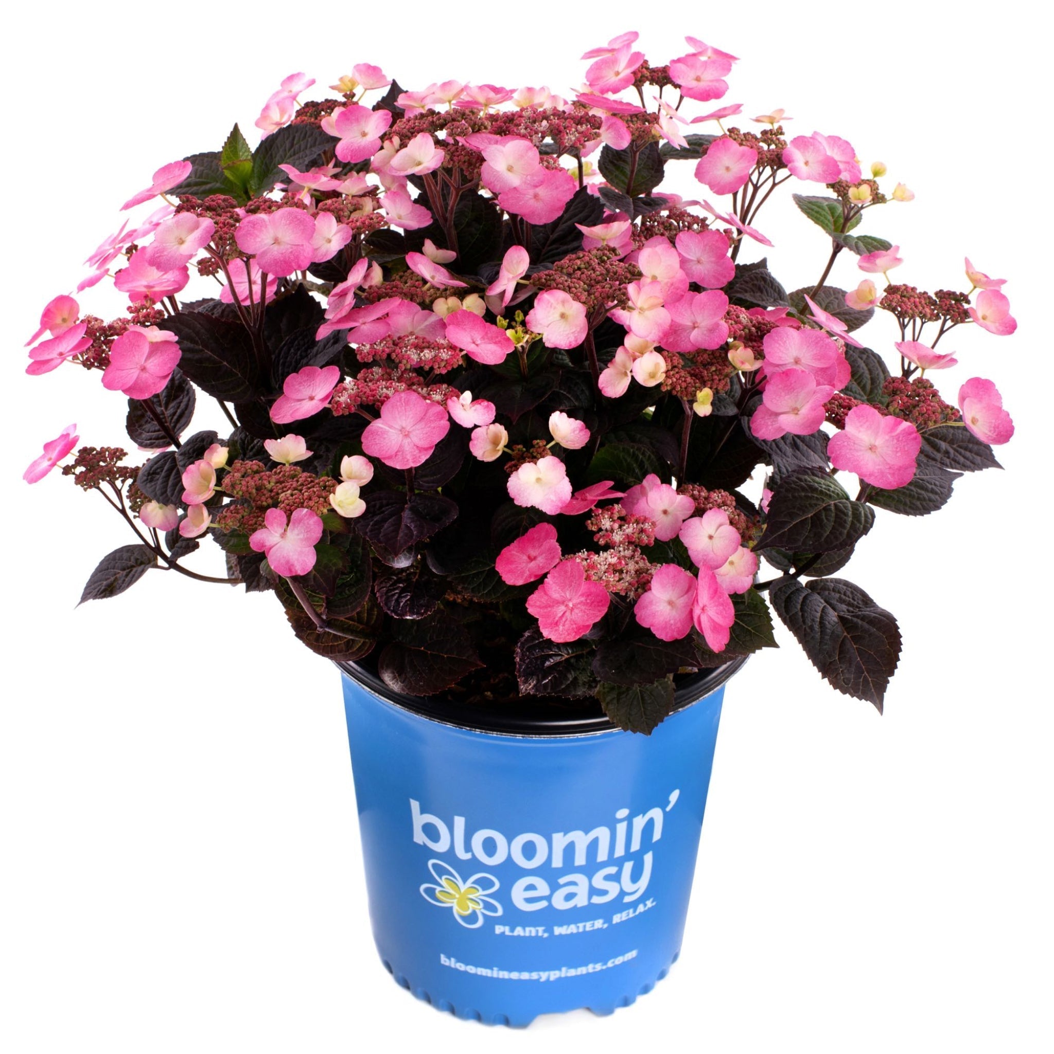Pink Dynamo™ Mountain Hydrangea - Cheeky Garden