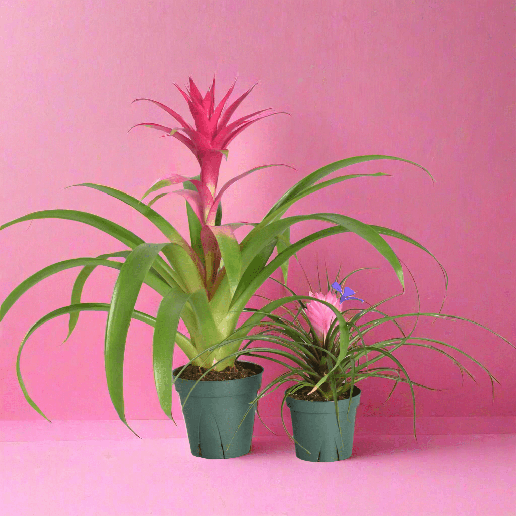 Pink Houseplant Bundle – Guzmania ‘Viola’ & Tillandsia ‘Cyanea’ - Cheeky Garden