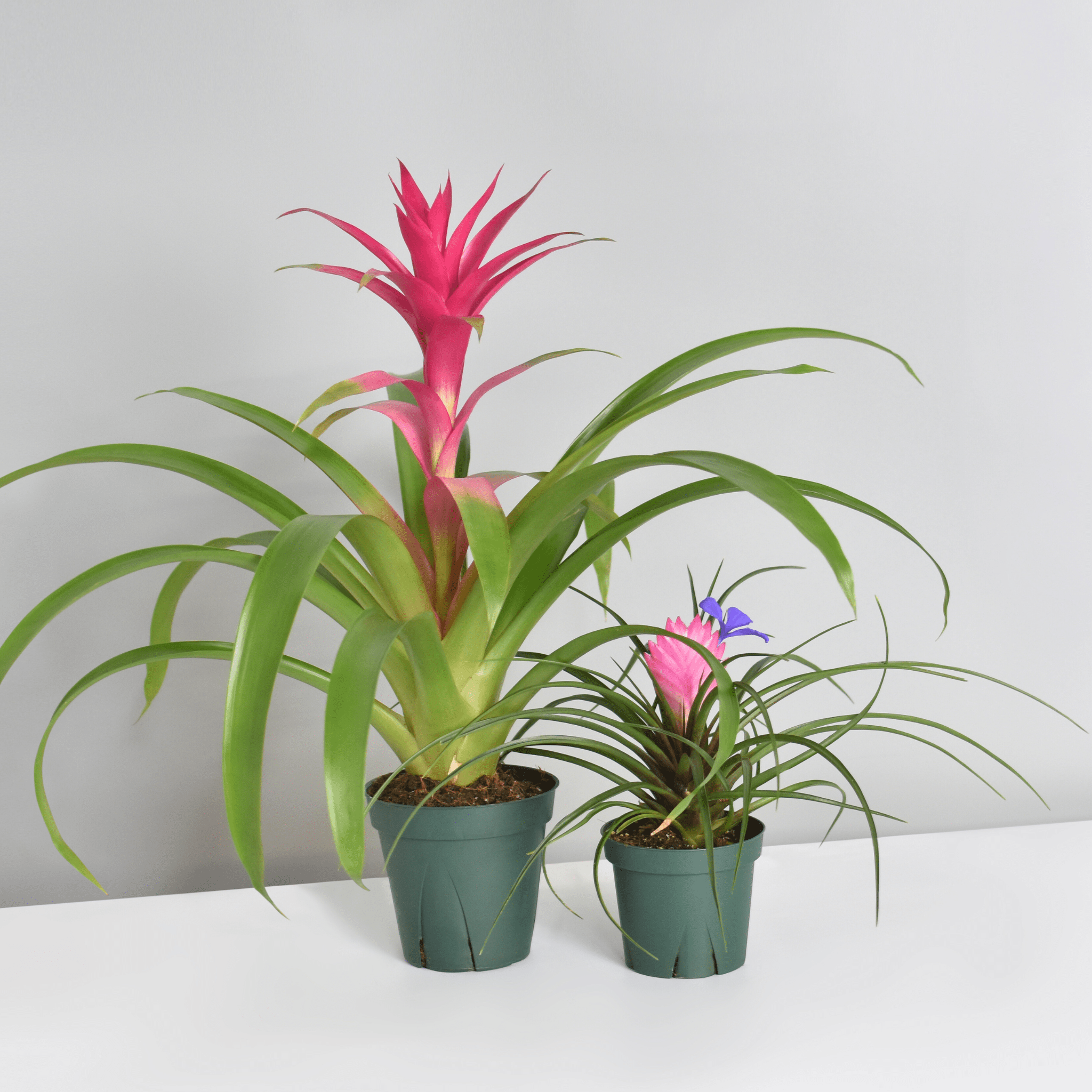 Pink Houseplant Bundle – Guzmania ‘Viola’ & Tillandsia ‘Cyanea’ - Cheeky Garden