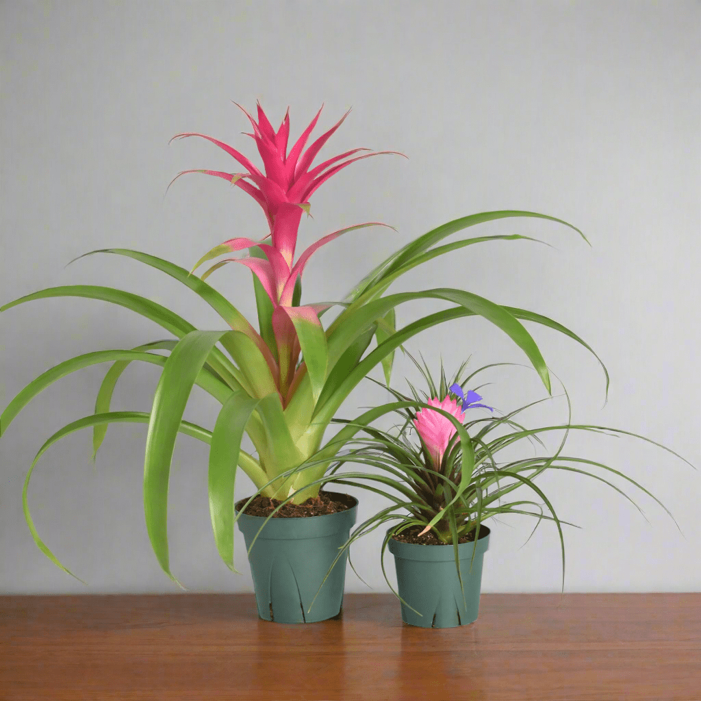 Pink Houseplant Bundle – Guzmania ‘Viola’ & Tillandsia ‘Cyanea’ - Cheeky Garden