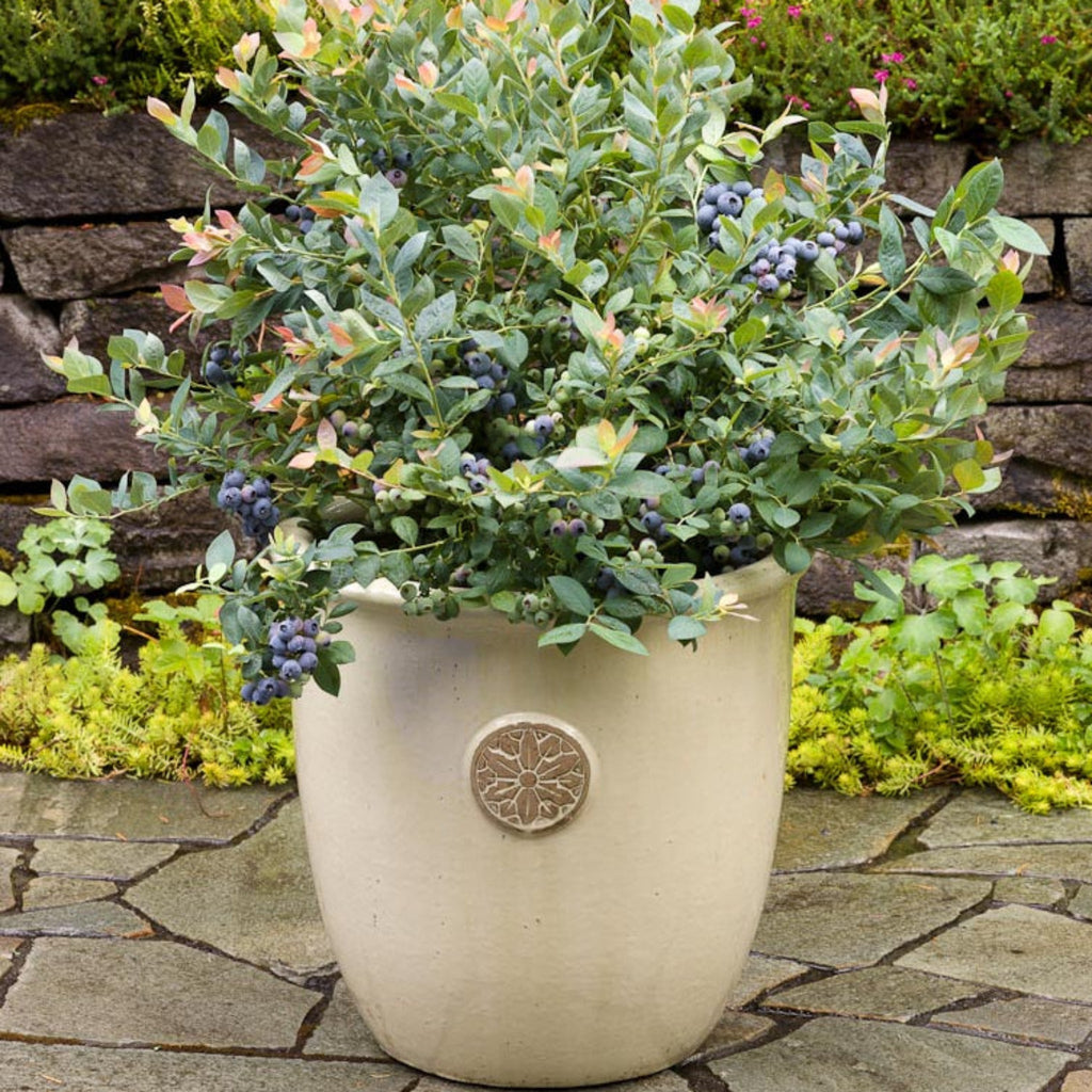 Pink Icing® Blueberry - Cheeky Garden