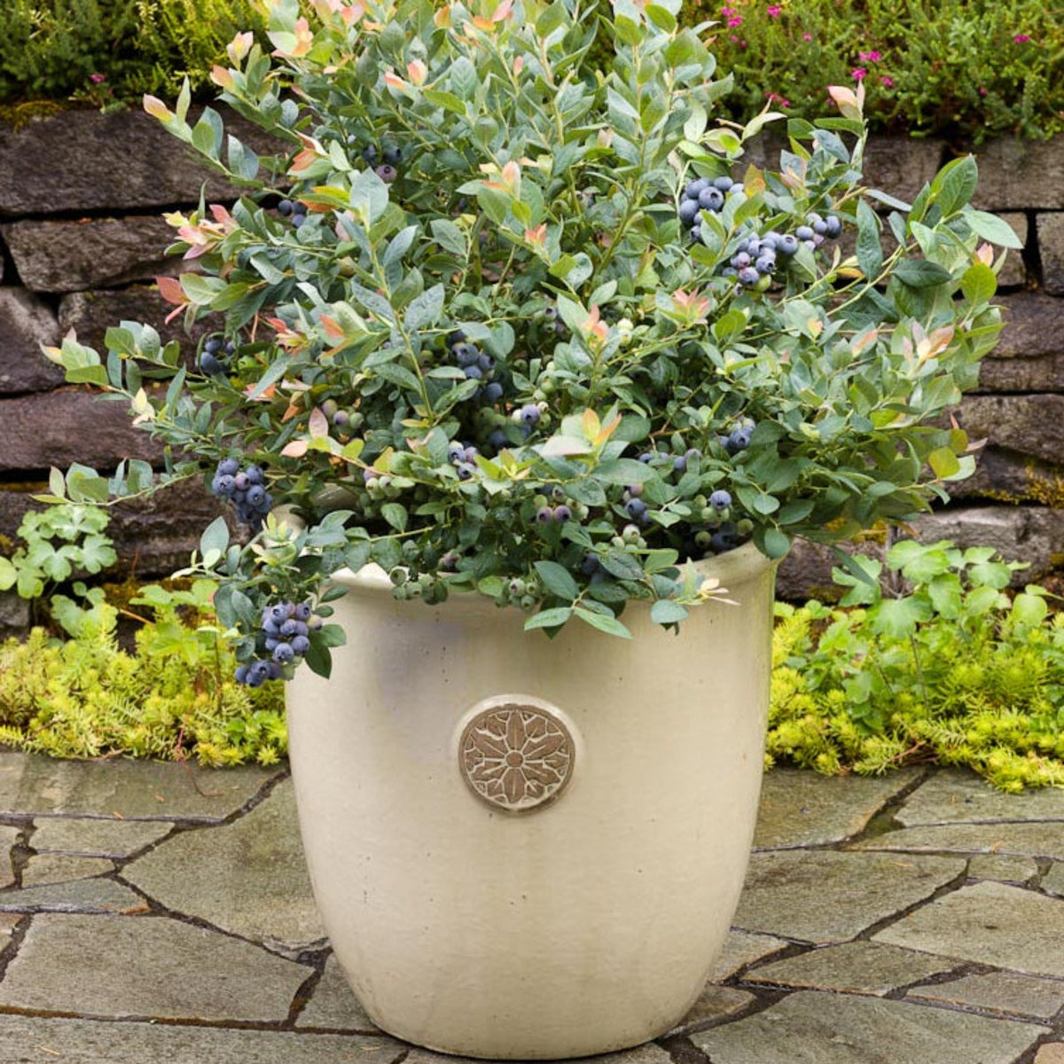 Pink Icing® Blueberry - Cheeky Garden