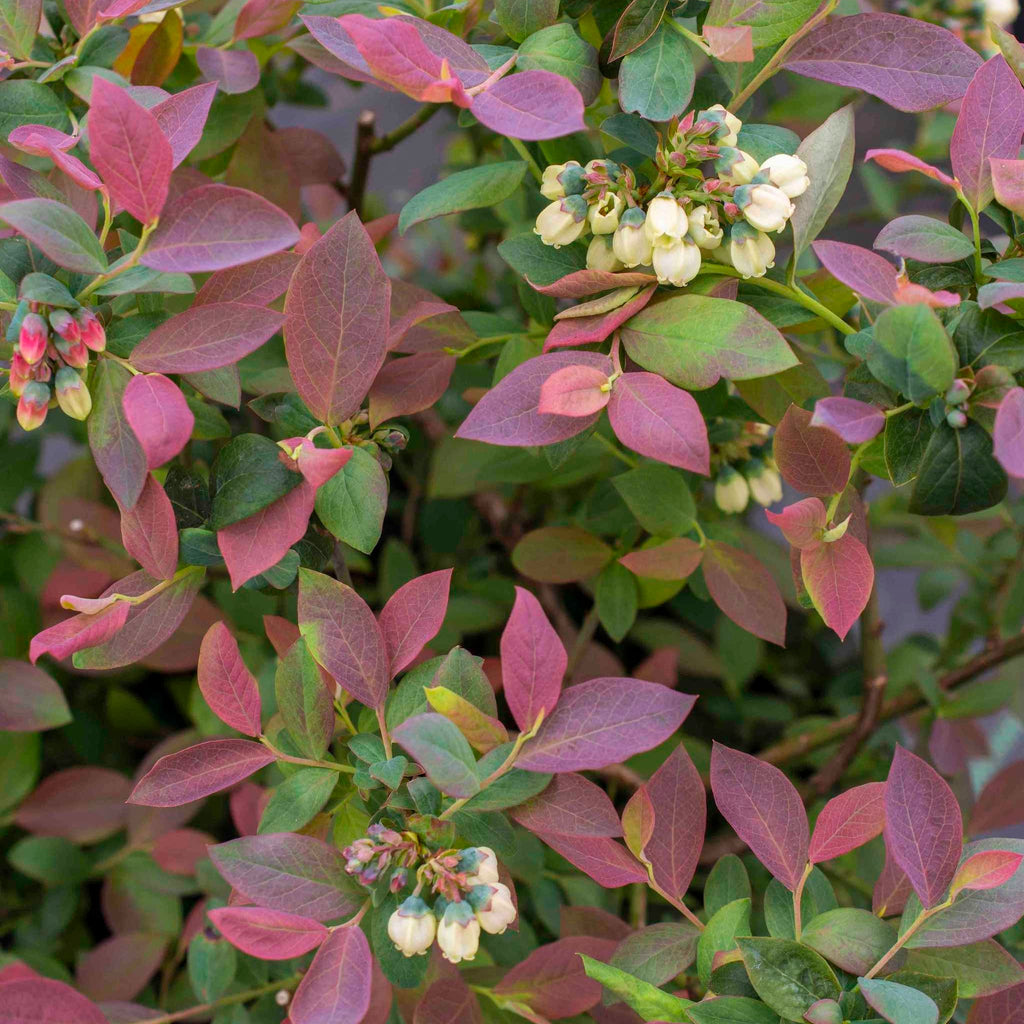 Pink Icing® Blueberry - Cheeky Garden
