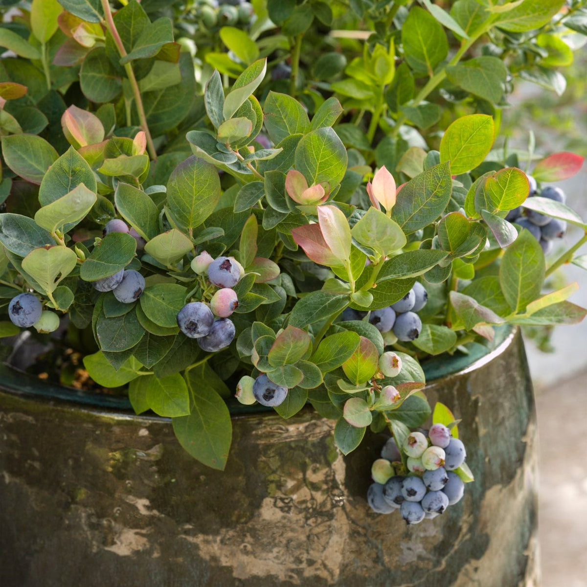 Pink Icing® Blueberry - Cheeky Garden