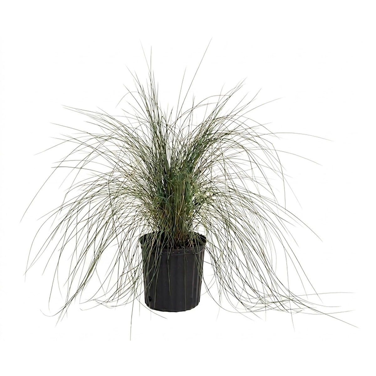 Pink Muhly Grass - Cheeky Garden