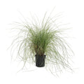Pink Muhly Grass - Cheeky Garden