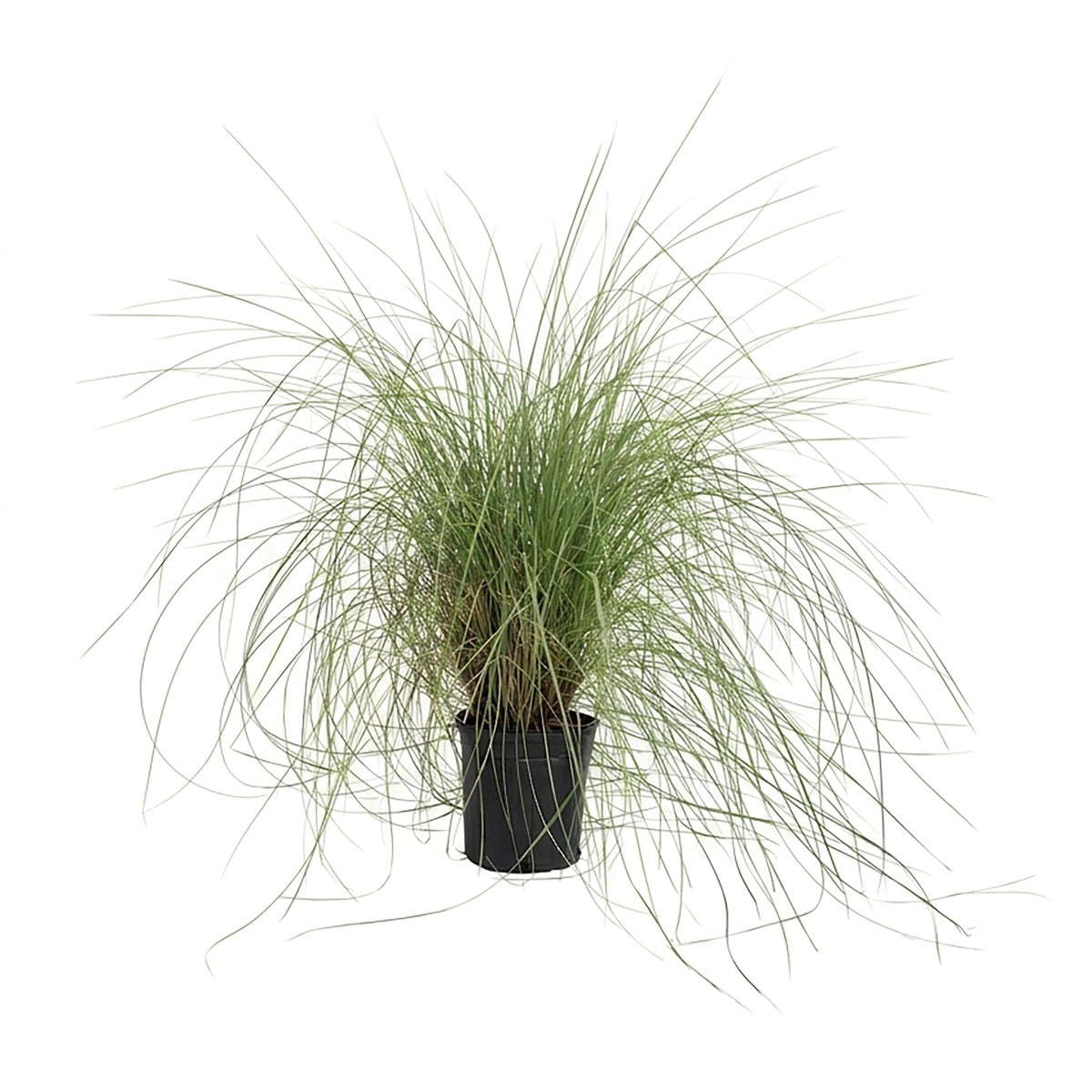 Pink Muhly Grass - Cheeky Garden