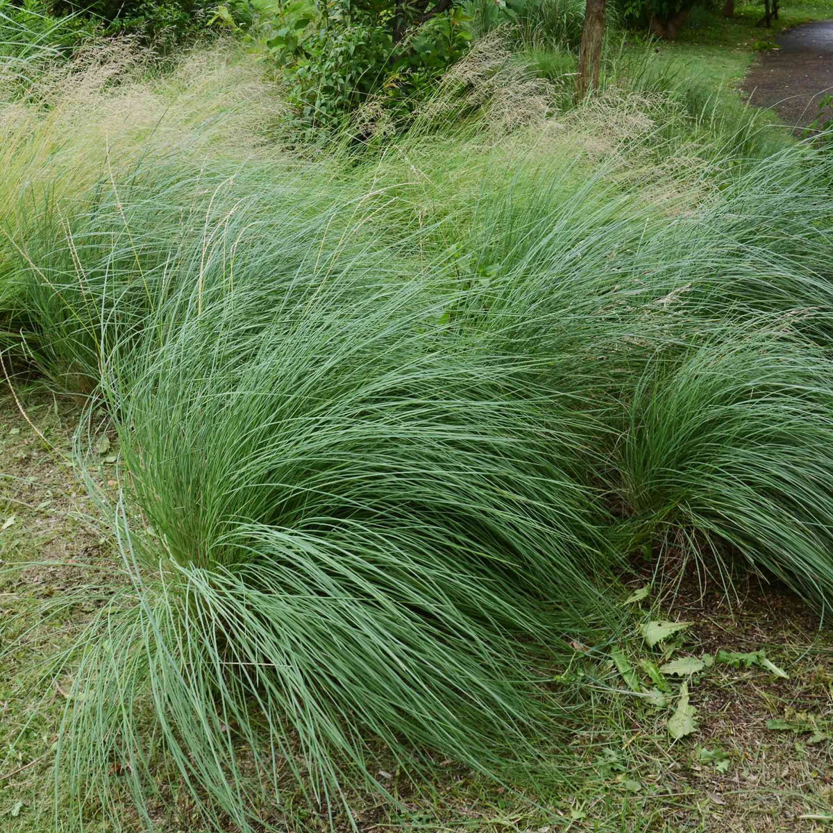 Pink Muhly Grass - Cheeky Garden