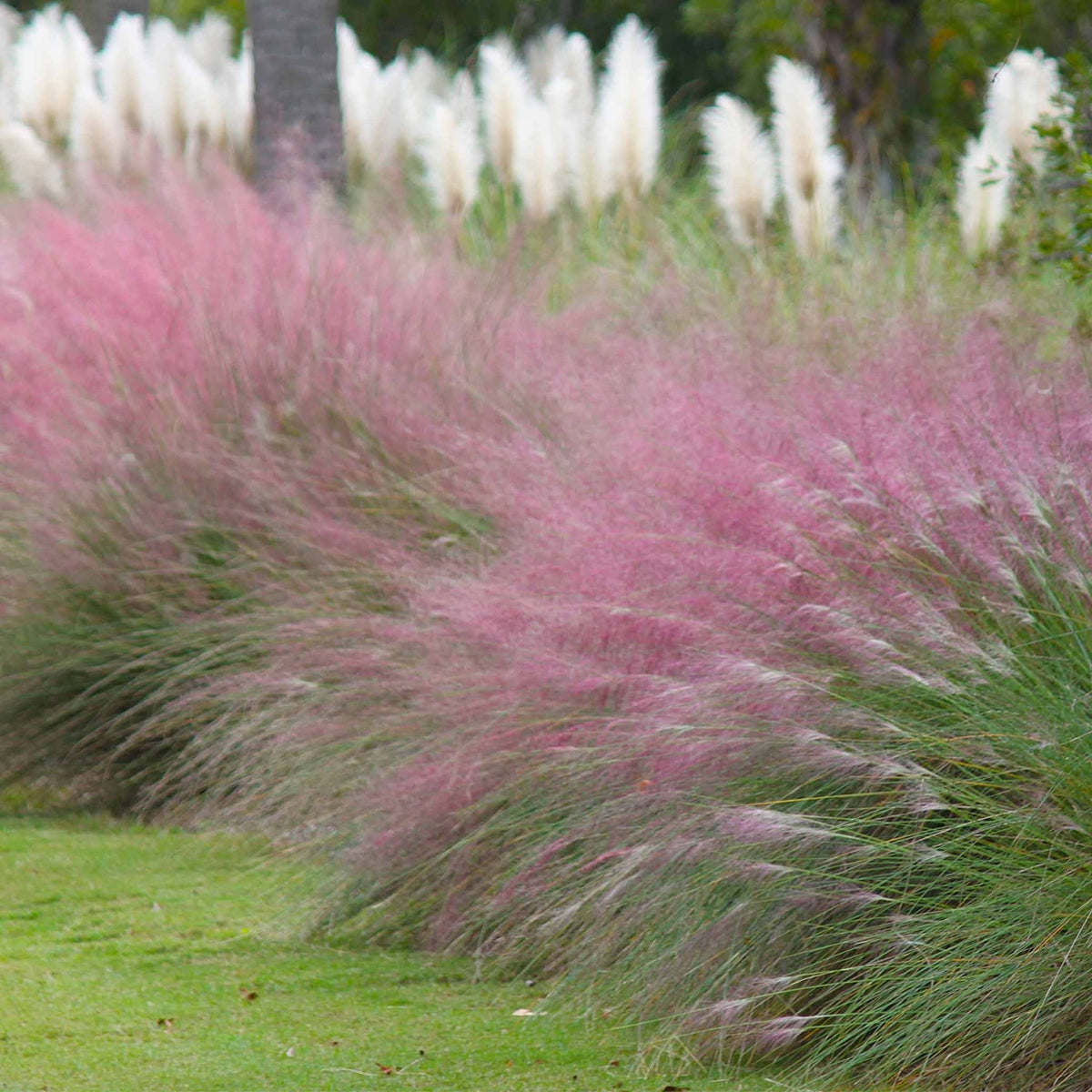 Pink Muhly Grass - Cheeky Garden
