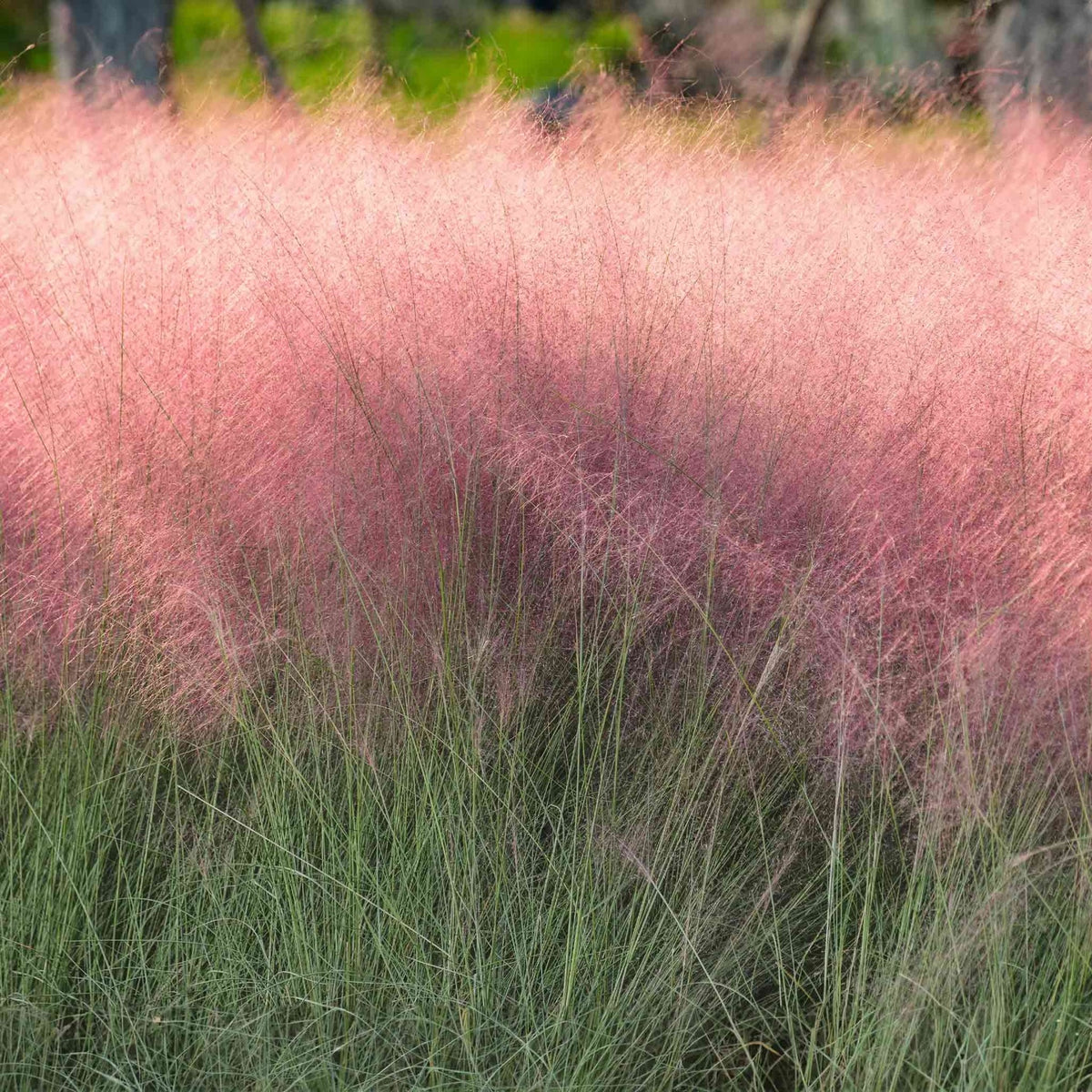 Pink Muhly Grass - Cheeky Garden