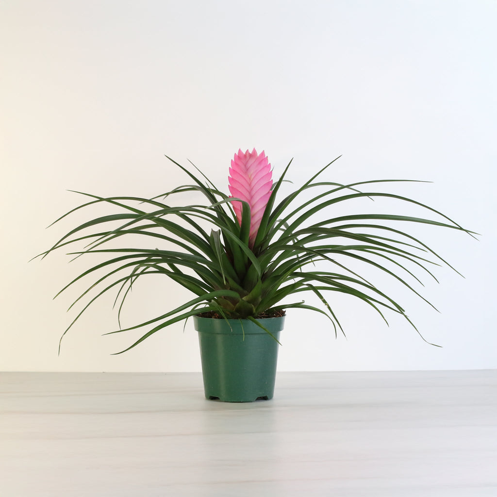 Pink Quill (Tillandsia ‘Cyanea’) Air Plant Bromeliad - Cheeky Garden