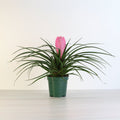 Pink Quill (Tillandsia ‘Cyanea’) Air Plant Bromeliad - Cheeky Garden