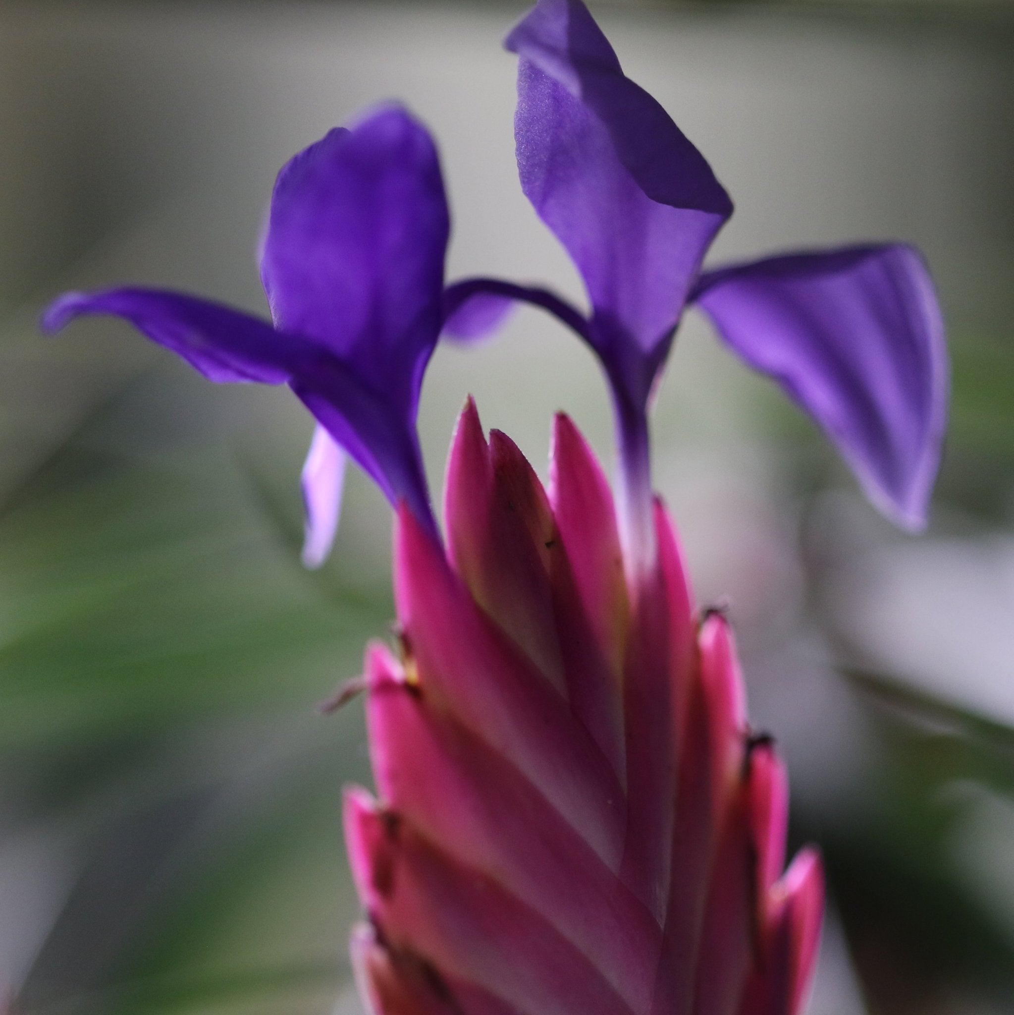 Pink Quill (Tillandsia ‘Cyanea’) Air Plant Bromeliad - Cheeky Garden