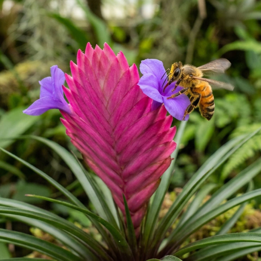 Pink Quill (Tillandsia ‘Cyanea’) Air Plant Bromeliad - Cheeky Garden
