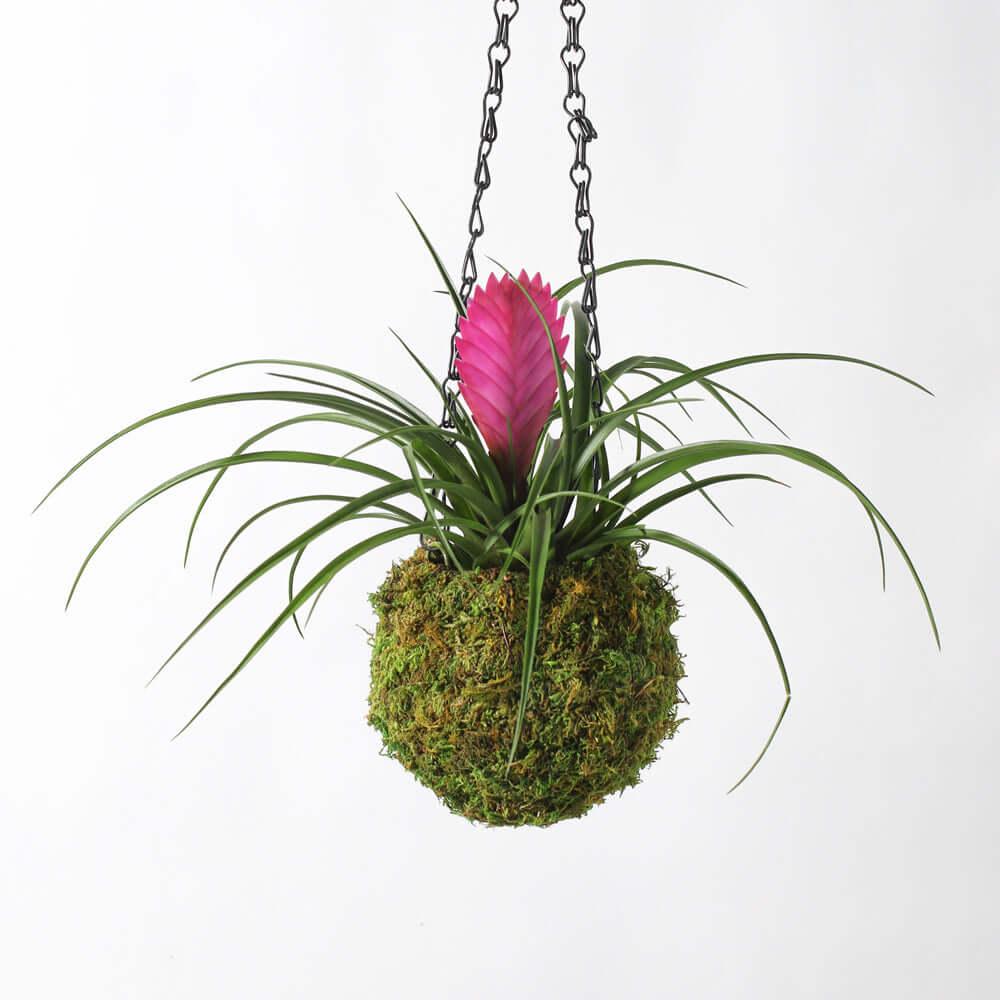 Pink Quill (Tillandsia ‘Cyanea’) Air Plant Bromeliad - Cheeky Garden