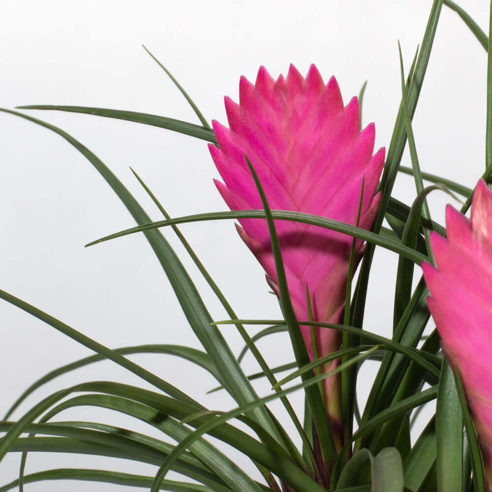 Pink Quill (Tillandsia ‘Cyanea’) Air Plant Bromeliad - Cheeky Garden