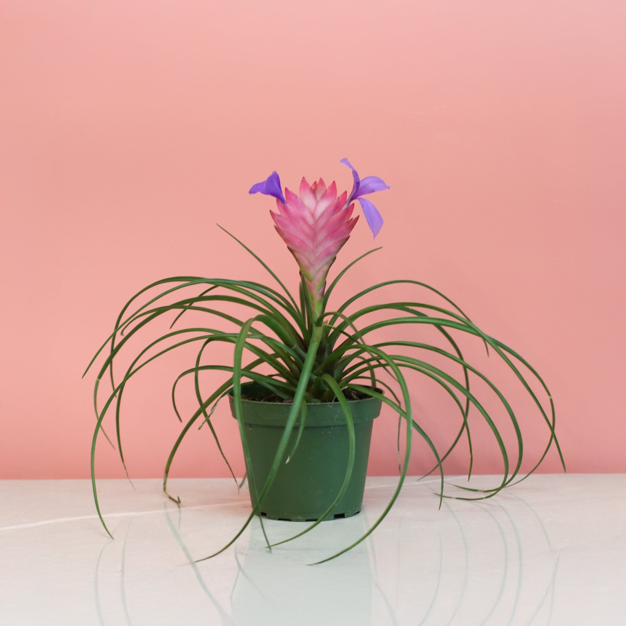 Pink Quill (Tillandsia ‘Cyanea’) Air Plant Bromeliad - Cheeky Garden